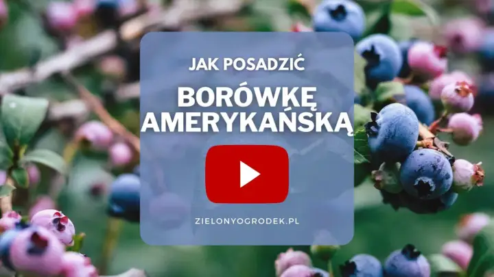 Jak posadzić borówkę amerykańską? - Poznaj zasady udanego startu