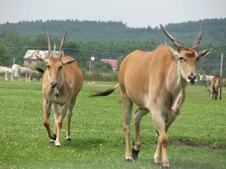 Safari Zoo Świerkocin - Co warto wiedzieć przed wyjazdem?