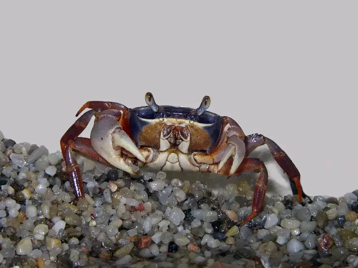 Krab tęczowy - hodowla bez mitów. Jak zacząć?