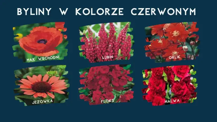 Kwitnące na czerwono byliny: mak wschodni, lubin, orlik, jeżówka, floks, malwa.