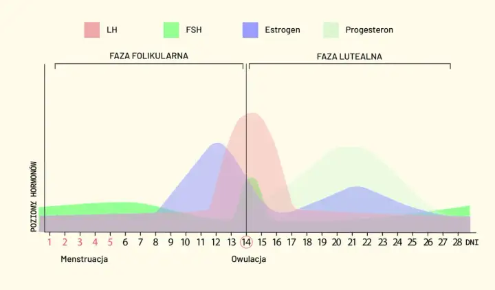 Kiedy zbadać progesteron? Idealny dzień cyklu i interpretacja