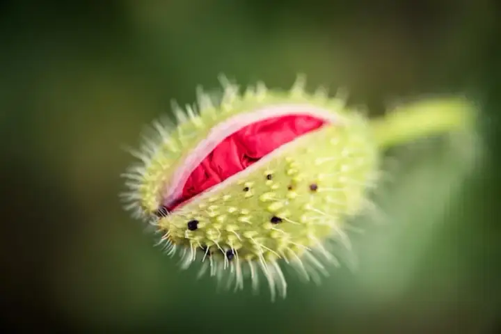 Pączek maku, gotowy do rozkwitu, uchwycony techniką focus stacking.