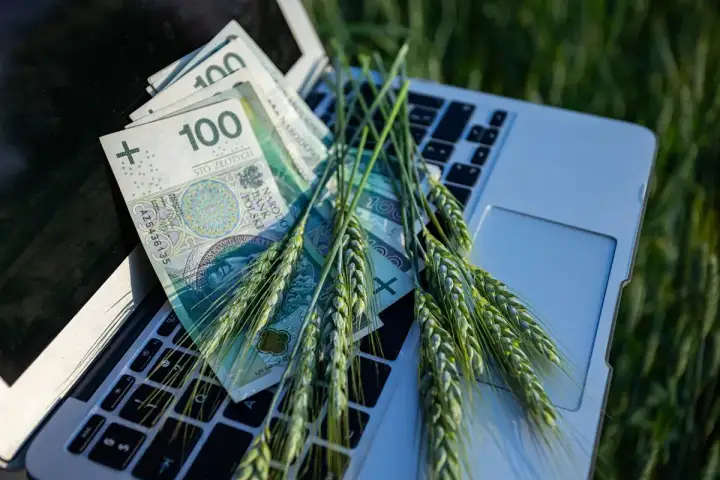 Złote polskie i kłosy zboża na klawiaturze laptopa. Czas na złożenie wniosków o dopłaty rolnicze.