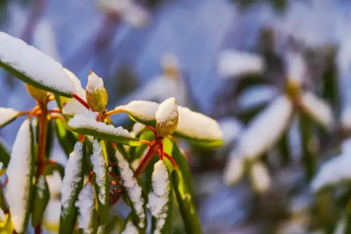 Rododendron na pniu - Twój elegancki klejnot? Uprawa, zimowanie