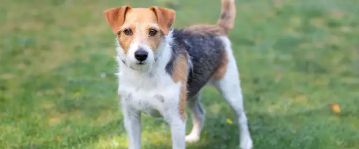 Parson Russell Terrier - Czy to pies dla Ciebie? Sprawdź!