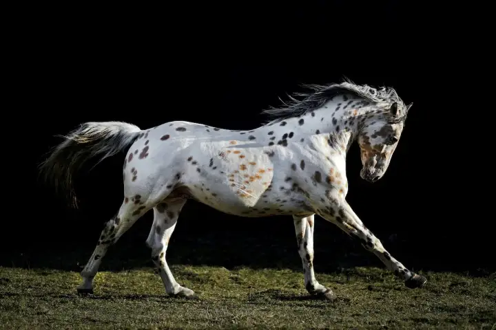 Piękny koń rasy appaloosa w biegu, z charakterystycznymi cętkami na białej sierści, na tle ciemnego tła.