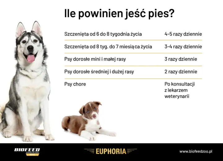 Ile razy dziennie karmić psa? Znajdź idealny rytm!