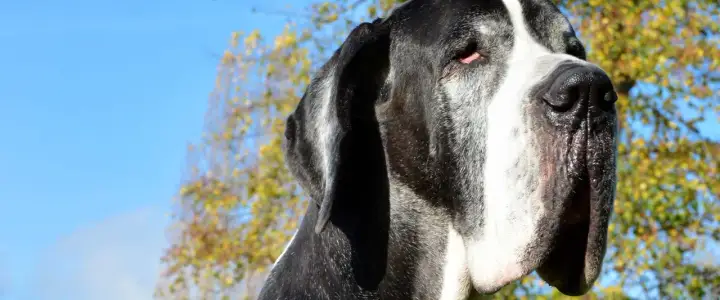 Największa rasa psa - Dog niemiecki czy mastif? Sprawdź!