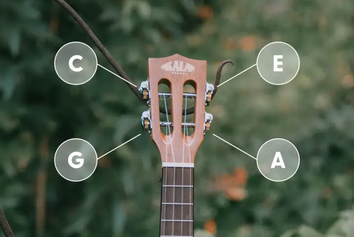 G-C-E-A - tak nastroić ukulele sopranowe. Poznaj dźwięki strun swojego instrumentu.
