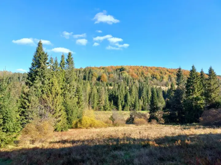 Jesienne barwy lasów i łąk w Bukowcu, Bieszczady. Idealne miejsce na piesze wędrówki i podziwianie przyrody.