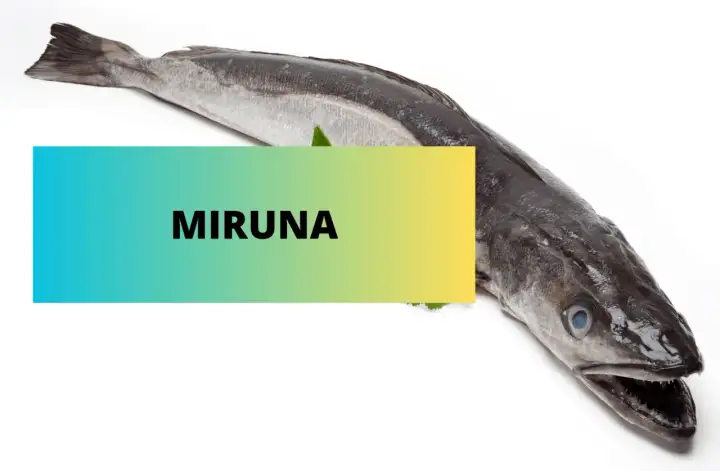 Cała miruna, czy to dobra ryba? Świeża ryba na białym tle z napisem "MIRUNA".