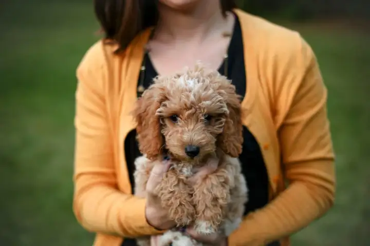 Mini Goldendoodle - Czy to pies dla Ciebie? Sprawdź!