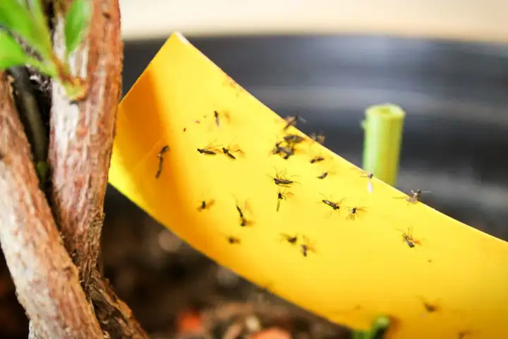 Żółta pułapka lepowa pełna ziemiórek, obok łodygi rośliny. Naturalny sposób na pozbycie się szkodników.
