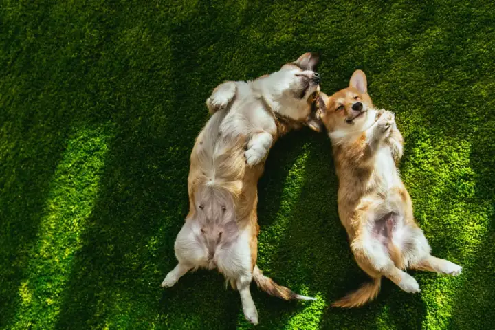 Dwa urocze corgi leżą na zielonej trawie, ciesząc się słońcem. To idealny sposób na świętowanie **Międzynarodowego Dnia Psa**!