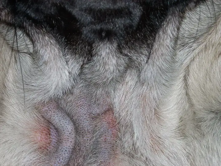 Nahaufnahme der Hautfalten eines Hundes, die gerötet und gereizt sind, möglicherweise durch Demodexmilben im Auge oder auf der Haut.