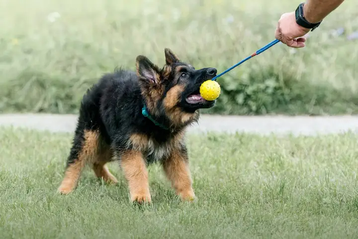 Szczeniak owczarka niemieckiego w szaleńczym pędzie, z żółtą piłeczką w pysku, gotowy na zabawę. Zoomies u psa to czysta radość!