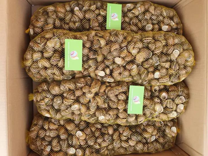 Cztery worki pełne ślimaków w kartonie. Zastanawiasz się, ile kosztuje 1 kg ślimaków w skupie?