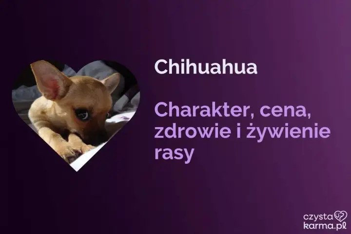 Uroczy piesek chihuahua, znany też jako pies ciulala, w sercu. Informacje o rasie: charakter, cena, zdrowie i żywienie.
