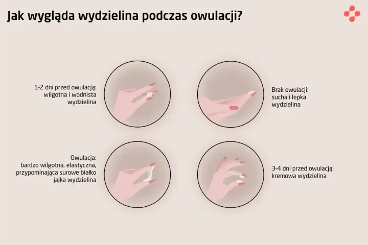 Owulacja - czym jest, kiedy wypada i jak ją rozpoznać?