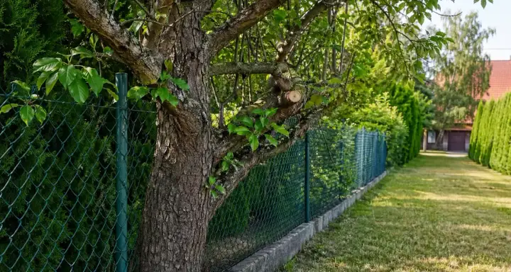 Zielone ogrodzenie granica działki, drzewo wchodzi na teren sąsiada. Zły sąsiad pewnie nie zadowolony z takiego widoku.