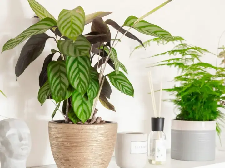 Kwiat calathea z pasiastymi liśćmi w złotej donicy, obok dyfuzor zapachowy i inne rośliny.
