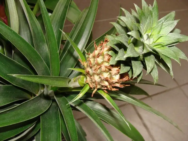 Młody ananas rozwija się wśród długich, zielonych liści. Widać, jak rosną ananasy, od małego zawiązka do owocu.
