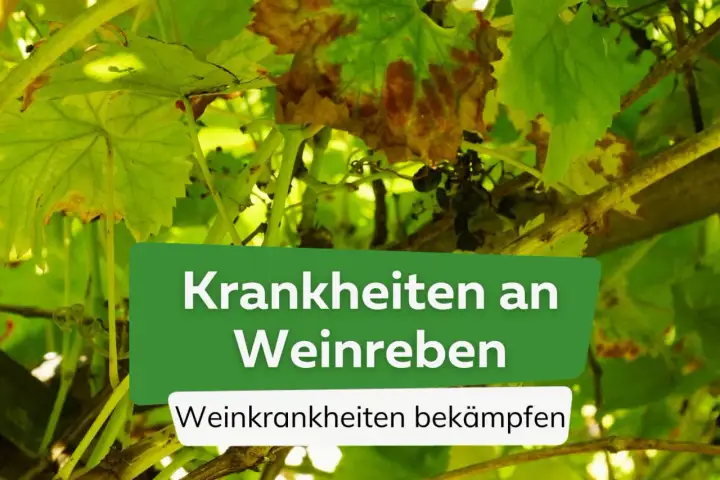 Krankheiten an Weinreben: Braune Flecken auf Blättern und Trauben deuten auf Schäden hin.