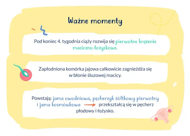 Kiedy zagnieżdża się zarodek - Jak odróżnić objawy od miesiączki?