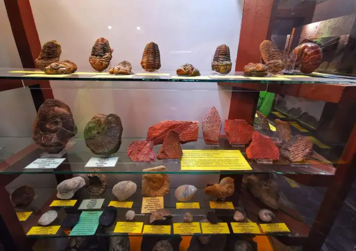 Fosylie trylobitów i amonitów w muzeum mineralogicznym Szklarska Poręba.