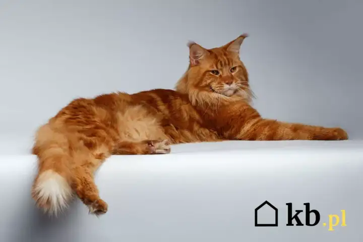 Imponujący rudy kot rasy Maine Coon, z bujnym futrem i charakterystycznymi pędzelkami na uszach. Zastanawiasz się nad kot maine coon cena?