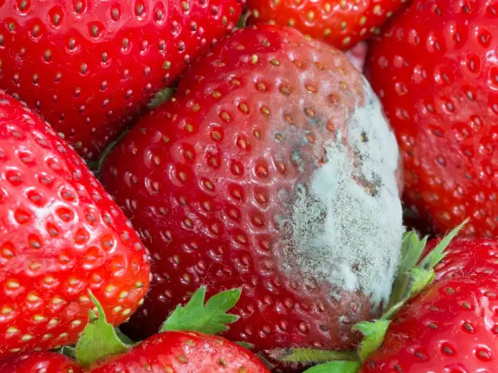 Erdbeeren schimmelig? Wann entsorgen, richtig lagern & retten