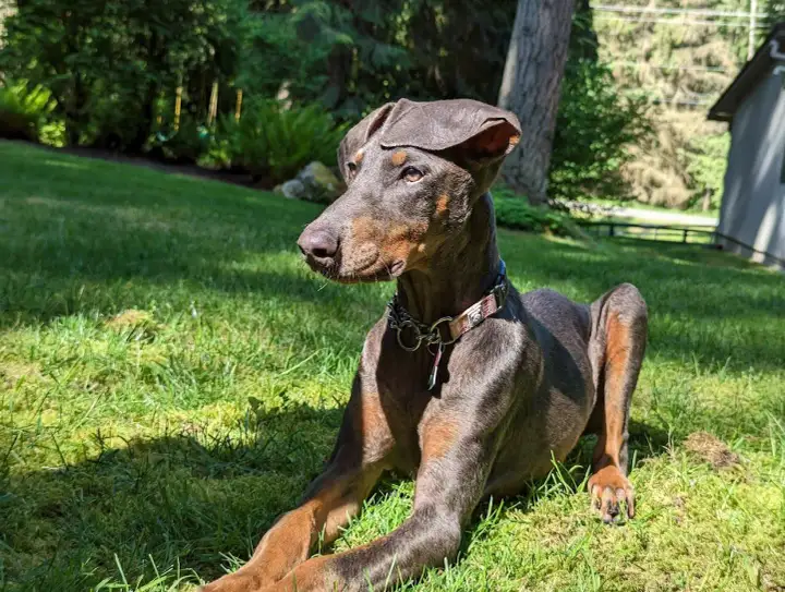 Doberman niebieski - modny kolor czy problem? Poznaj prawdę!