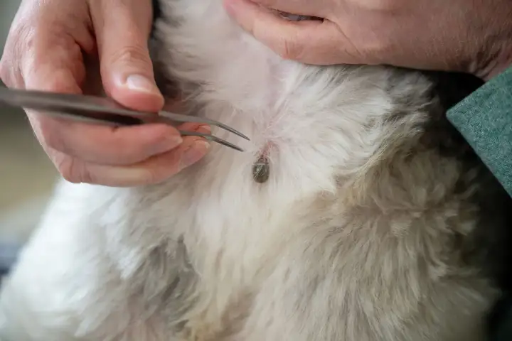Zeckenbiss beim Hund: Wann zum Arzt? Eine Zecke wird mit einer Pinzette entfernt.