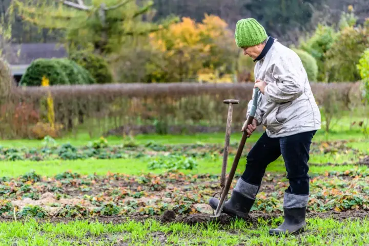 Osoba w zielonej czapce kopie łopatą w ziemi na tle ogrodu.
