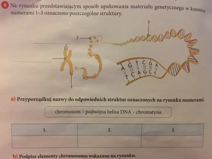 Jak DNA mieści się w komórce? Sekret upakowania materiału genetycznego
