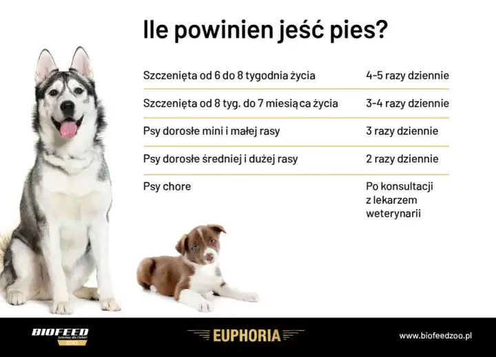 Tabela: ile powinien jeść szczeniak i dorosły pies. Podano zalecenia dotyczące karmienia szczeniąt i psów różnych ras.