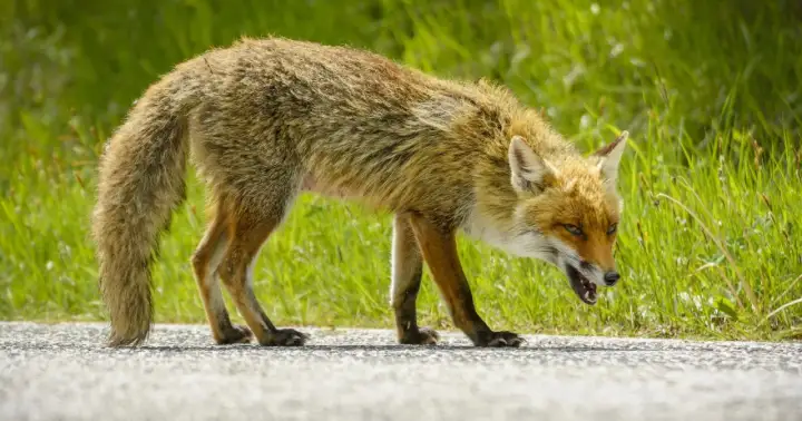 Lis z otwartym pyskiem, z widocznymi zębami, wygląda groźnie. Jego oczy błyszczą, a sierść jest nastroszona. Może to objaw wścieklizny.