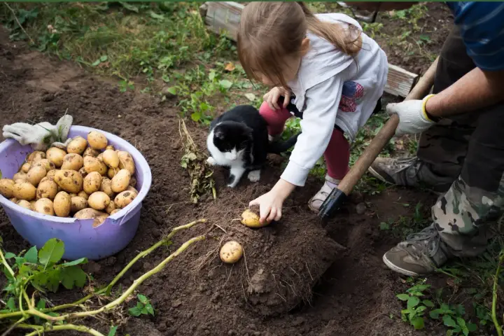 Une petite fille et un chat observent un homme qui plante des pommes de terre. Le moment idéal pour planter les pommes de terre est arrivé.