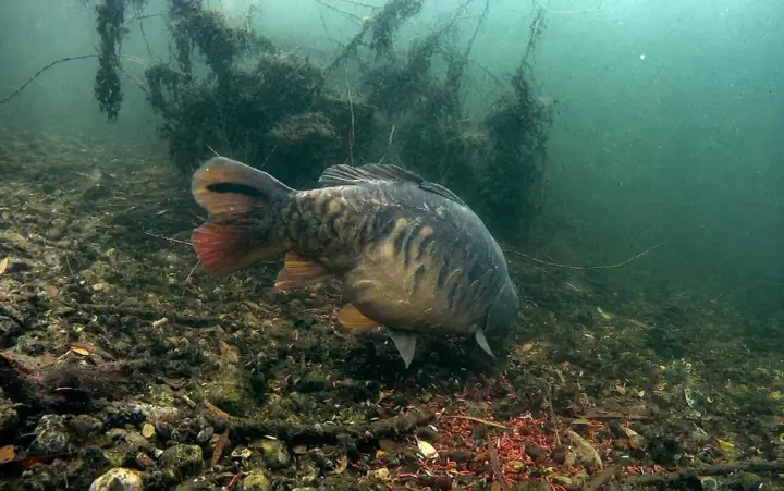 Karp żeruje na dnie, gdzie czerwone larwy stanowią naturalne atraktory. Pod wodą widać zarośla i kamienie.