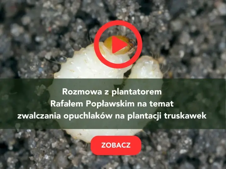 Larwa opuchlaka w ziemi. Rozmowa o skutecznym zwalczaniu opuchlaków na plantacji truskawek. Zobacz!