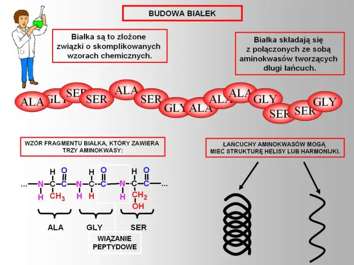 Schemat budowy białek: łańcuch aminokwasów (ALA, GLY, SER) tworzy wiązania peptydowe, a cały pierwiastek w białku może przyjmować strukturę helisy.