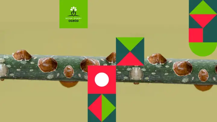 Tarczniki na gałęzi – skąd się biorą te szkodniki? Dowiedz się więcej o ich cyklu życiowym i sposobach zwalczania.