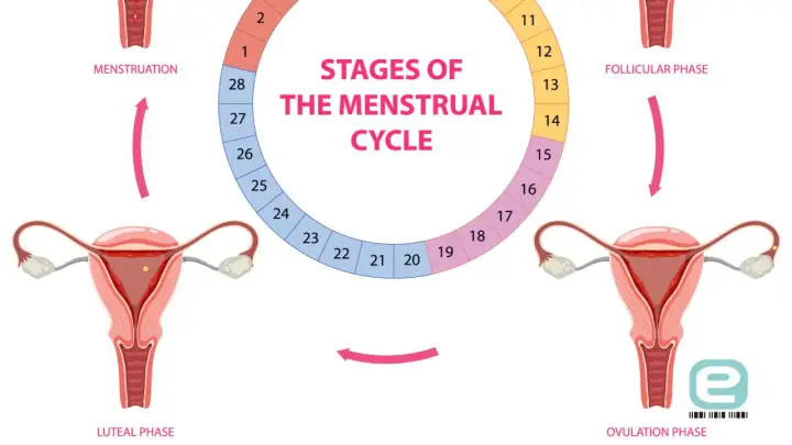 Cykl menstruacyjny: faza lutealna, owulacja, faza folikularna i menstruacja. Schemat przedstawia narządy rozrodcze kobiety i fazy cyklu.