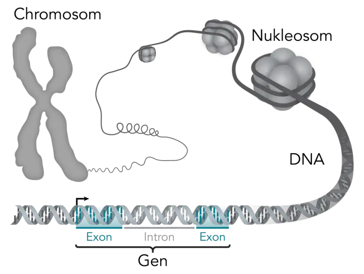 Der gen aufbau zeigt, wie DNA zu Nukleosomen und Chromosomen verpackt wird. Ein Gen besteht aus Exons und Introns.