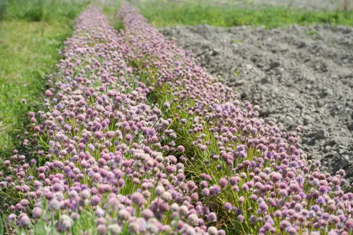 Champ de fleurs de ciboulette aux teintes rosées, s'étendant à perte de vue, bordé par de l'herbe verte et un sol labouré.
