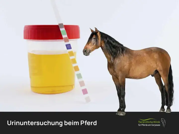 Urinprobe eines Pferdes mit Teststreifen. Die Farbe des Urins ist gelb, nicht dunkler Urin.