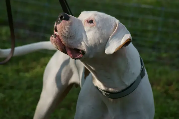 Mocny dogo argentino z otwartym pyskiem, patrzący w górę. W tle zielona trawa i siatka.