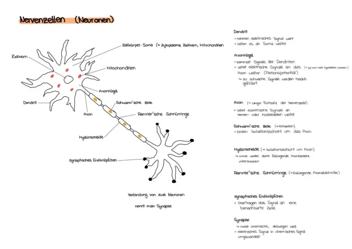 Schema einer Nervenzelle mit Dendriten, Axon und synaptischem Endknöpfchen. Die Verbindung zweier Neuronen, die interneuronale Synapse, wird gezeigt.