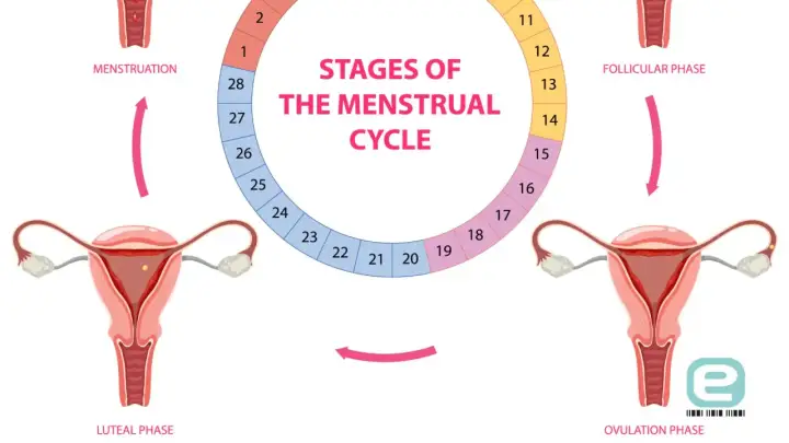 Ilustracja przedstawia cykl miesiączkowy: menstruację, fazę folikularną, owulację i fazę lutealną, z zaznaczonymi dniami cyklu.