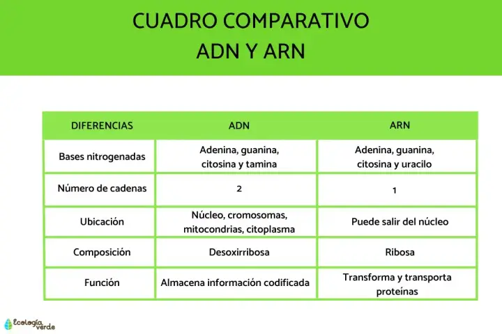 Tabla comparativa ADN y ARN. El ARN, a diferencia del ADN, tiene una sola cadena y uracilo en lugar de timina.